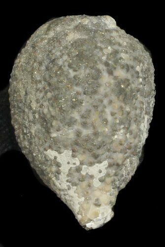 Cystoid (Holocystites) Fossil - Indiana #62013